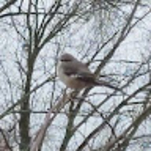 Meet your Posher, Kylee - Picture 1 of 1